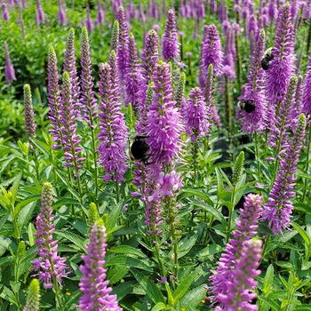 Veronica spicata 'Purple Leia'
