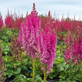 Astilbe 'You and Me Always®' PP31,530