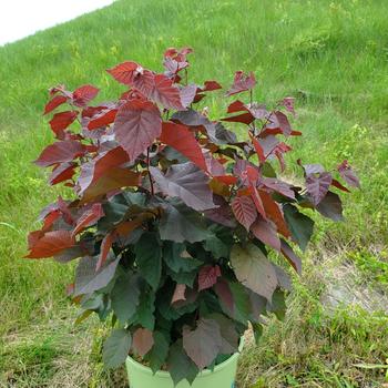 Corylus americana 'Purpleleaf Bailey Select' 