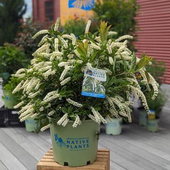 Itea virginica 'Fountains of Rouge™' (315345)