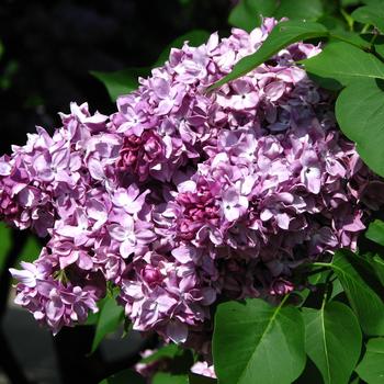 Syringa vulgaris 'President Poincare' 