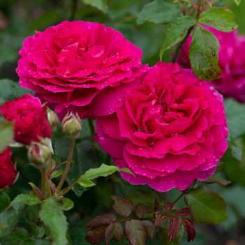 Rosa 'Auscrowd' 