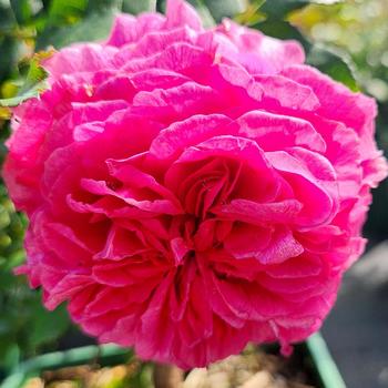 Rosa 'Gabriel Oak' (315348)