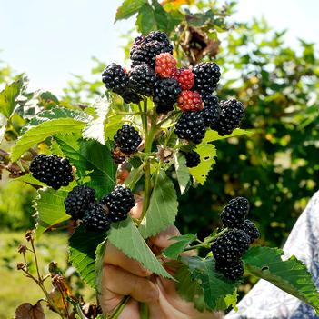 Rubus 'Sweet-Ark&reg; Ponca' PPAF