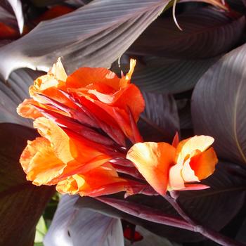 Canna 'Red velvet' 