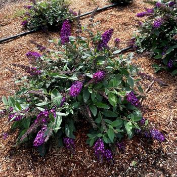 Buddleia 'Blueberry Pie&trade;' (315353)