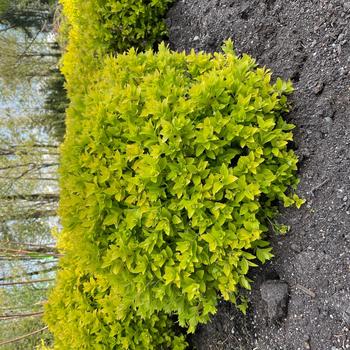 Spiraea japonica 'Pineapple Poprocks&reg;' (315354)