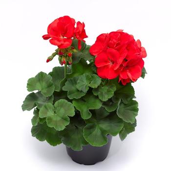 Pelargonium 