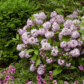 Deutzia 'Low-18' PP30793