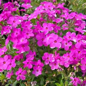 Phlox 'Woodlander Pink' 