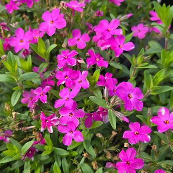 Phlox 'Woodlander Pink' (315358)