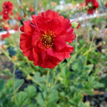 Geum 'Double Bloody Mary'