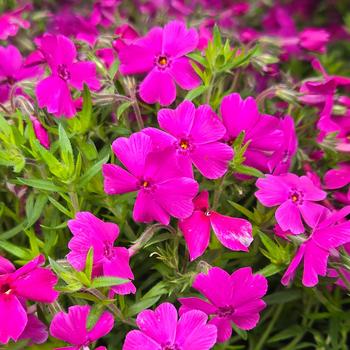 Phlox subulata 'Spring Hot Pink' 