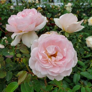 Rosa 'Silas Marner'