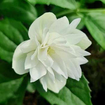 Philadelphus Lewisii 'Pearls of Perfume' (315364)