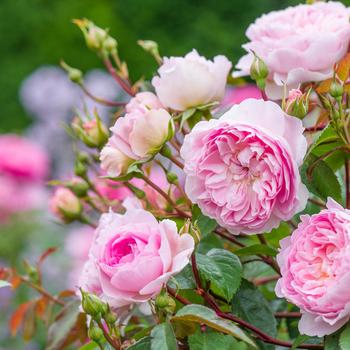 Rosa 'Silas Marner' (315365)