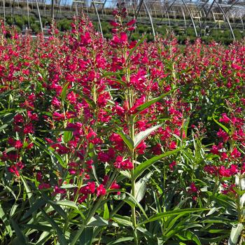 Penstemon barbatus 'Pristine Deep Rose' 