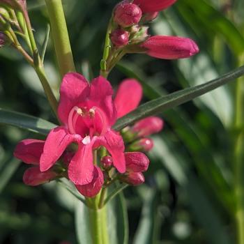 Penstemon barbatus 'Pristine Deep Rose' (315367)