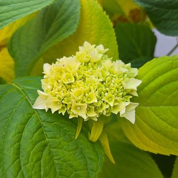 Hydrangea macrophylla 'Golden Penny'