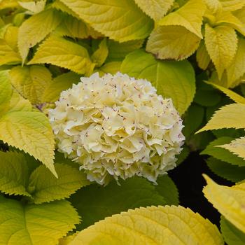 Hydrangea macrophylla 'Golden Penny' (315370)