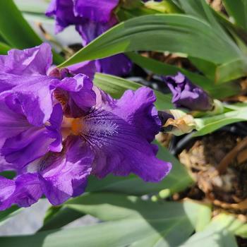 Iris germanica 'Wine Festival'