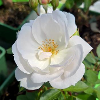 Rosa 'Auskindling' PP25,247