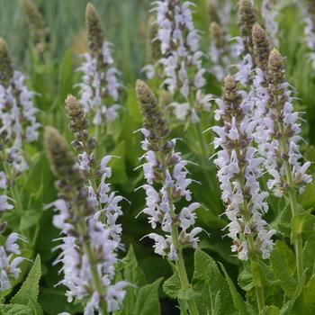 Salvia nemerosa 'Bumblesky' (315373)