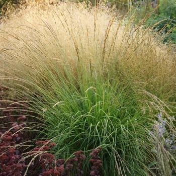Molinia 'Whirlwind' 