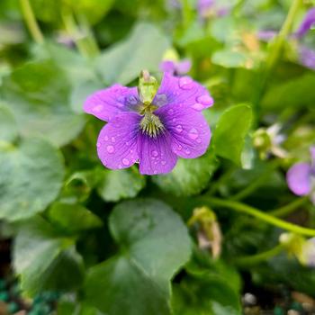 Viola sororia '' (315377)