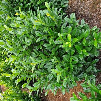Prunus laurocerasus 'Jong2'