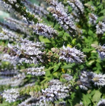 Salvia nemerosa 'Bumblesky' PP30085