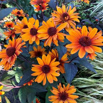 Heliopsis helianthoides 'Fire Twister'