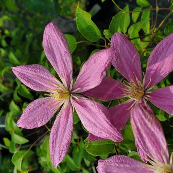 Clematis 'Evipo077' 8,876,657