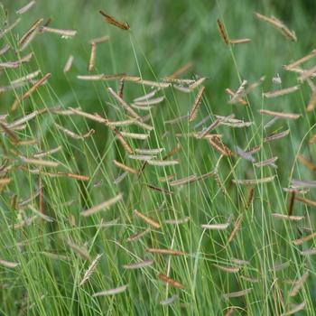 Bouteloua gracilis 'Honeycomb' PP33101