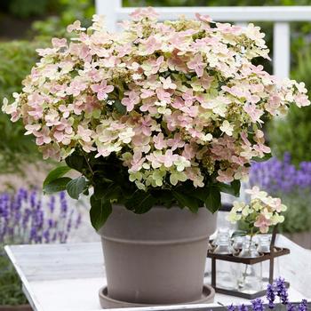 Hydrangea paniculata 'AJ14' 