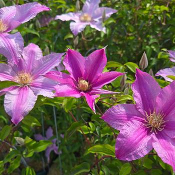 Clematis 'Sally&trade;' (315385)