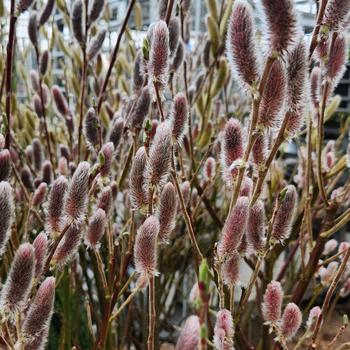 Salix gracilistyla 'Mount Aso' (315389)