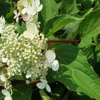 Hydrangea paniculata 'Torch&trade;' PP19,187