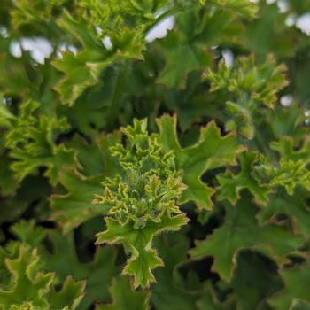 Pelargonium crispum 'Lemona' (315391)