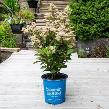 Hydrangea paniculata 'Torch&trade;' (315393)