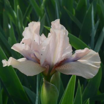 Iris germanica 'Concertina' (315394)