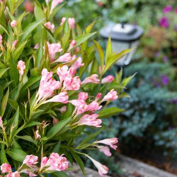 Weigela florida 'Peach Kisses&trade;' (315395)