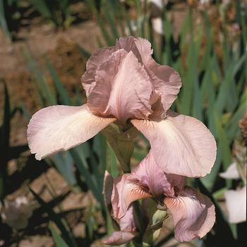 Iris germanica 'Precious Little Pink' (315396)