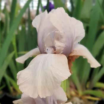 Iris germanica 'Precious Little Pink'