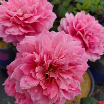 Rosa 'True Inspiration&trade;' PP21853