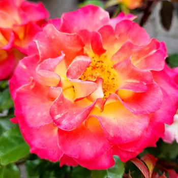 Rosa 'True Sincerity&trade;' 18,088