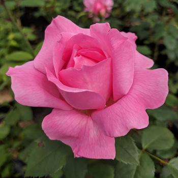 Rosa True Bloom&trade; 'True Inspiration&trade;' (315404)