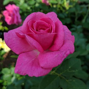 Rosa True Bloom&trade; 'True Gratitude&trade;' (315406)