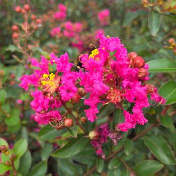 Lagerstroemia indica 'Cherry Delight' PP17471