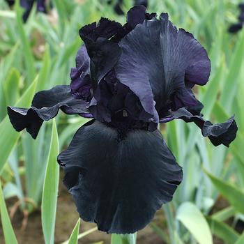 Iris germanica 'Blackwater' 